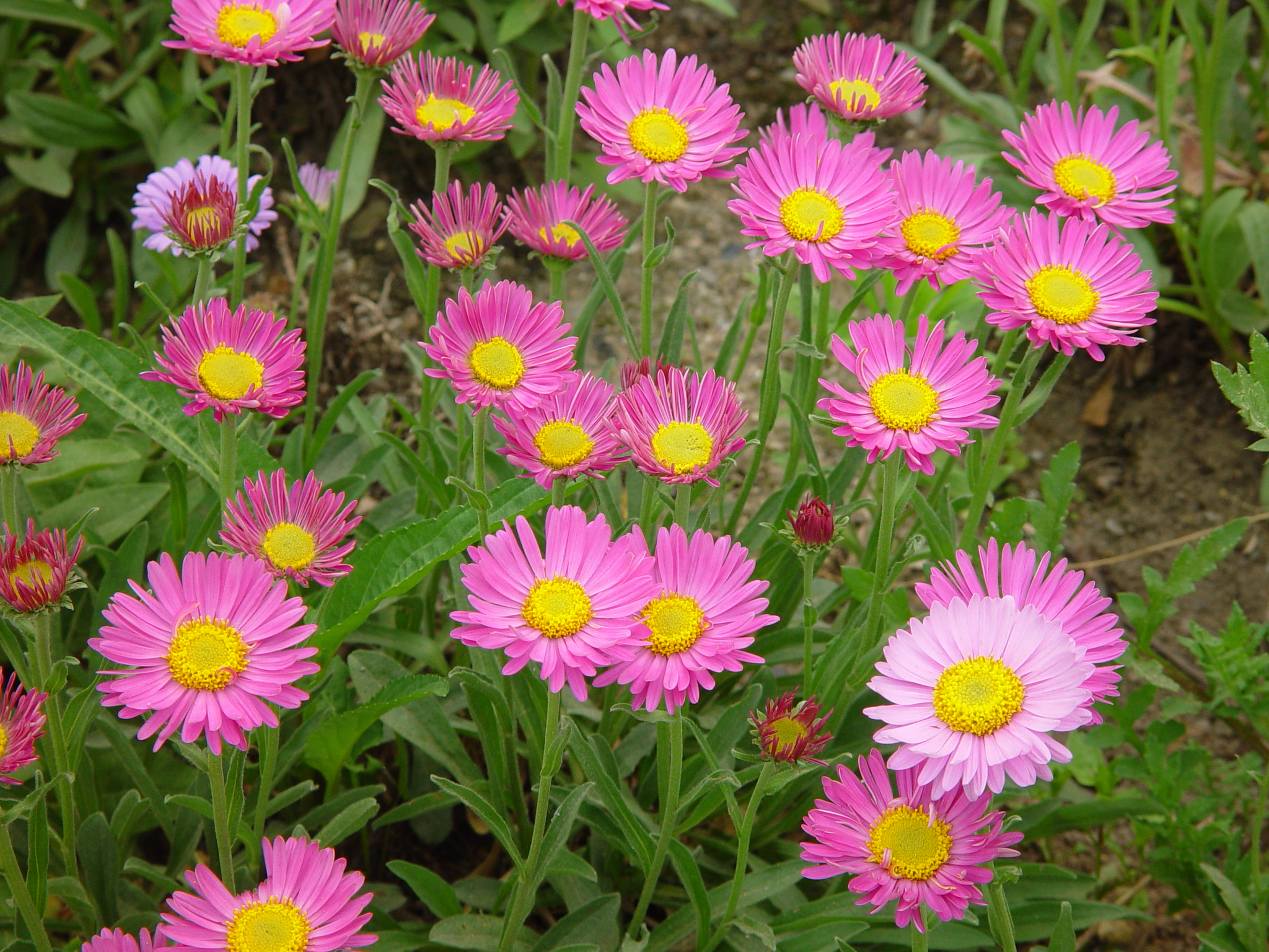 Erigeron speciosus 'Pink Jewel'